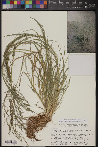 Eragrostis pectinacea var. pectinacea image