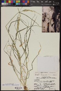 Eriochloa acuminata image