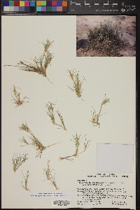 Dasyochloa pulchella image