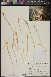 Hordeum murinum image