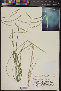 Disakisperma dubium image