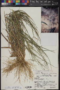 Leptochloa panicea image