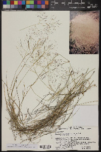 Muhlenbergia porteri image