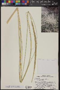 Muhlenbergia rigens image