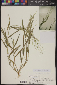 Panicum hirticaule image