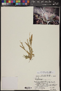 Panicum miliaceum image