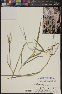 Paspalum distichum image