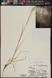 Phalaris minor image