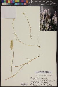 Polypogon monspeliensis image