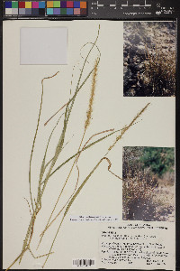 Setaria leucopila image