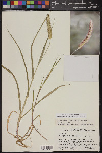 Setaria pumila image