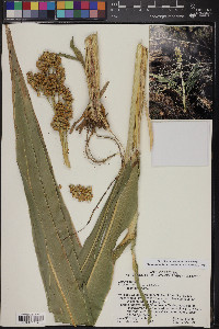 Sorghum bicolor image