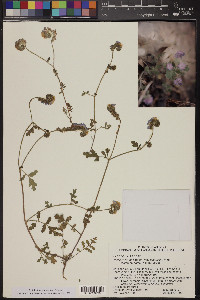 Phacelia distans image