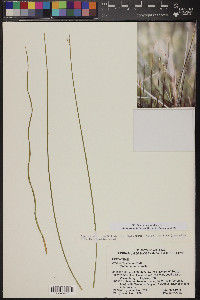 Juncus balticus subsp. mexicanus image