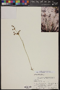 Juncus articulatus image