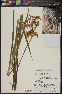 Juncus xiphioides image