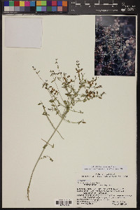 Salazaria mexicana image