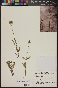 Salvia columbariae image