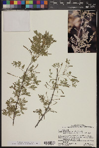 Acacia greggii image