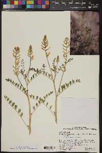 Astragalus lentiginosus var. maricopae image