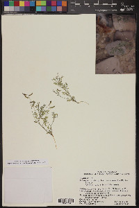 Astragalus nuttallianus image