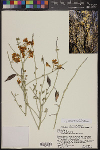 Parkinsonia florida image