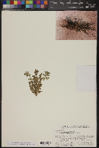 Acmispon brachycarpus image