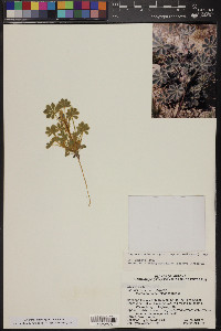 Lupinus concinnus subsp. orcuttii image