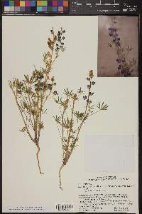 Lupinus sparsiflorus image