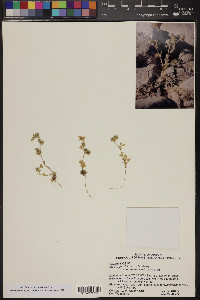 Medicago minima image