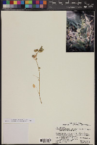 Medicago polymorpha image