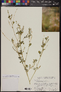 Melilotus indicus image