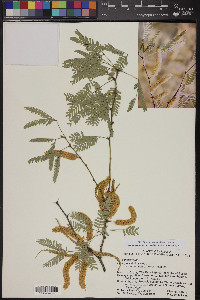 Prosopis velutina image