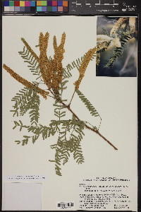 Prosopis glandulosa image