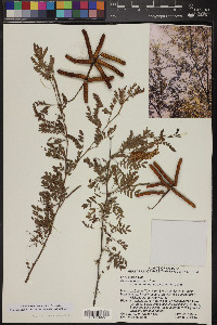 Prosopis pubescens image