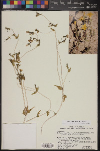 Mentzelia jonesii image