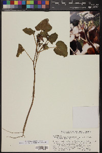 Proboscidea parviflora image