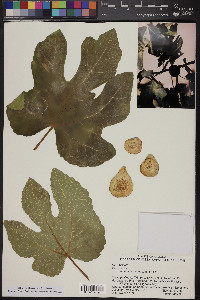 Ficus carica image