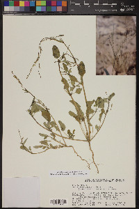 Boerhavia coulteri image