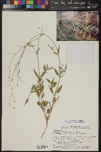 Boerhavia intermedia image