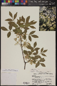 Fraxinus velutina image