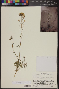 Chylismia claviformis subsp. peeblesii image