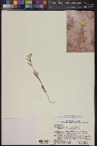 Camissonia micrantha image