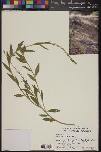 Oenothera curtiflora image