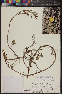 Ludwigia peploides image