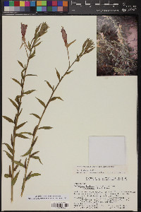 Oenothera elata subsp. hirsutissima image