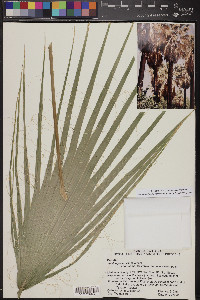 Washingtonia filifera image