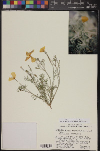 Eschscholzia californica subsp. mexicana image