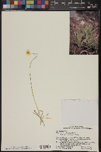 Platystemon californicus image