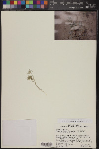 Eriastrum diffusum image